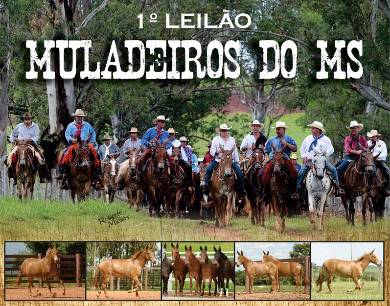 1º LEILÃO MULADEIROS DO MS