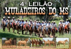 4º LEILÃO MULADEIROS DO MS