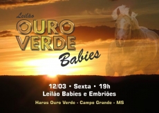 3º LEILAO OURO VERDE - BABIES