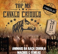 3° LEILAO TOP MS CAVALO CRIOULO