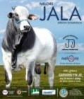 4º LEILÃO REPRODUTORES NELORE JALA
