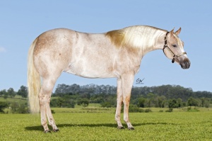 Foto do Lote 29