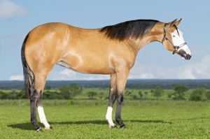 Foto do Lote 31