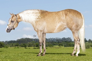 Foto do Lote 38