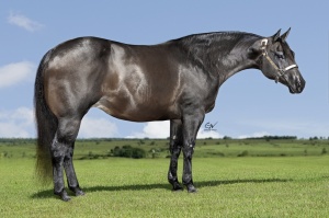 Foto do Lote 42