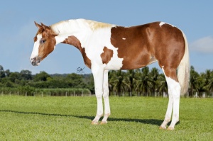 Foto do Lote 44