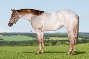 Foto do Lote 46