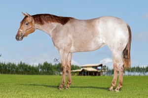 Foto do Lote 33B