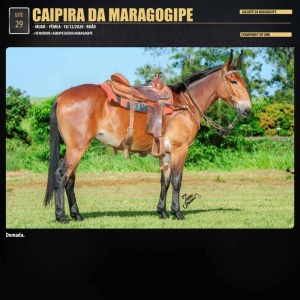 Foto do Lote 029