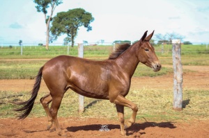 Foto do Lote 001