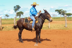 Foto do Lote 005