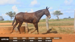 Foto do Lote 006