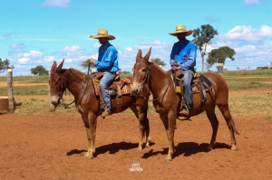 Foto do Lote 009