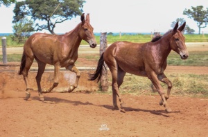 Foto do Lote 015