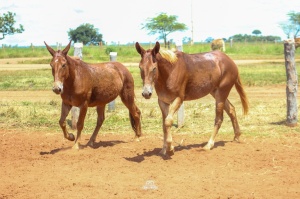 Foto do Lote 016