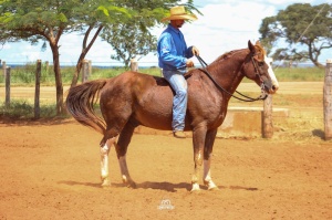 Foto do Lote 020