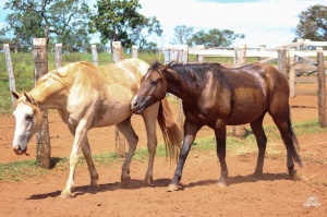 Foto do Lote 025