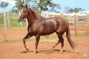 Foto do Lote 029