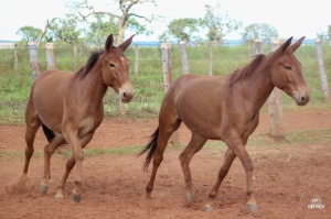 Foto do Lote 031