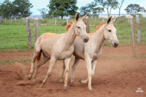 Foto do Lote 032