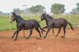 Foto do Lote 033