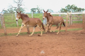 Foto do Lote 034