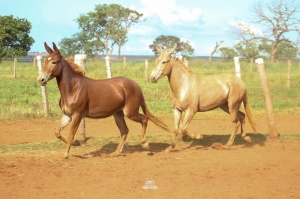 Foto do Lote 035