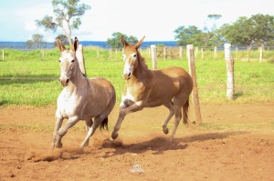 Foto do Lote 036