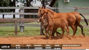 Foto do Lote 041