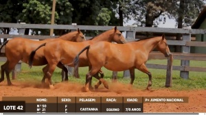 Foto do Lote 042