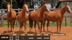 Foto do Lote 043